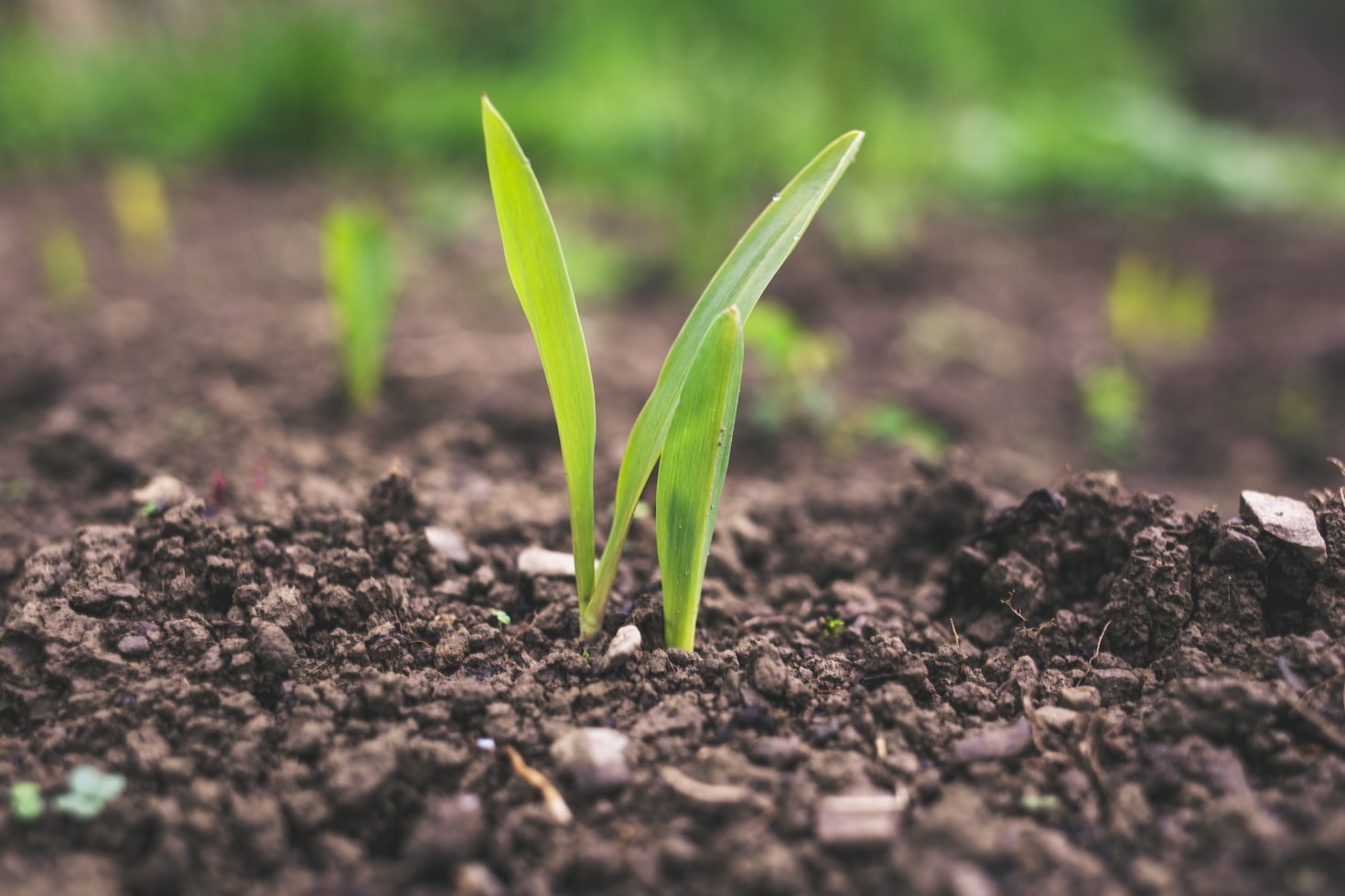 Monitoramento agrícola eficiente com dados precisos