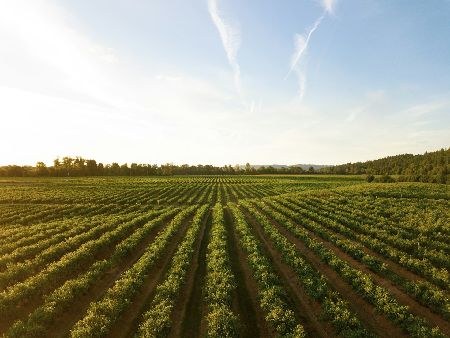 A importância da conectividade via satélite no agro